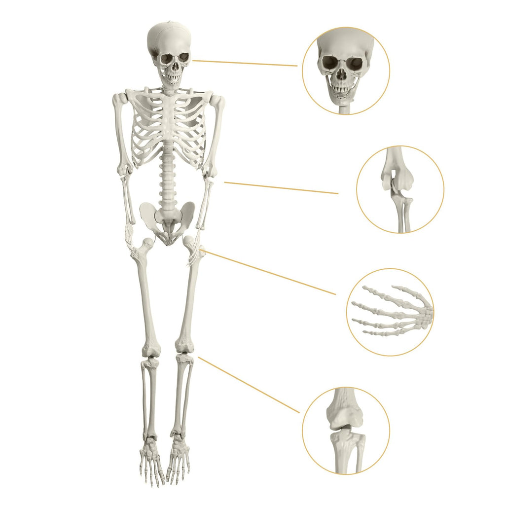 5.4FT Posable Skeleton with Movable Joints I468851