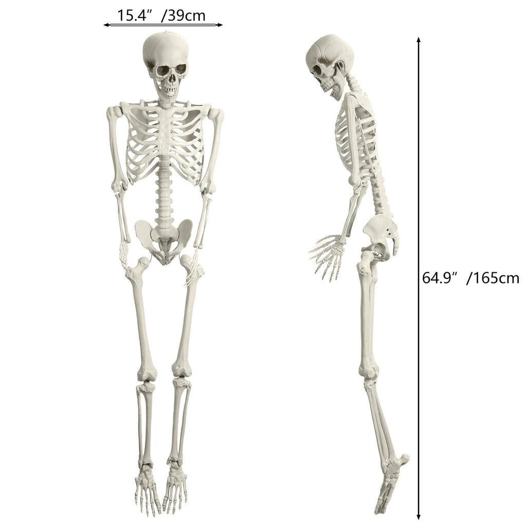 5.4FT Posable Skeleton with Movable Joints I468851
