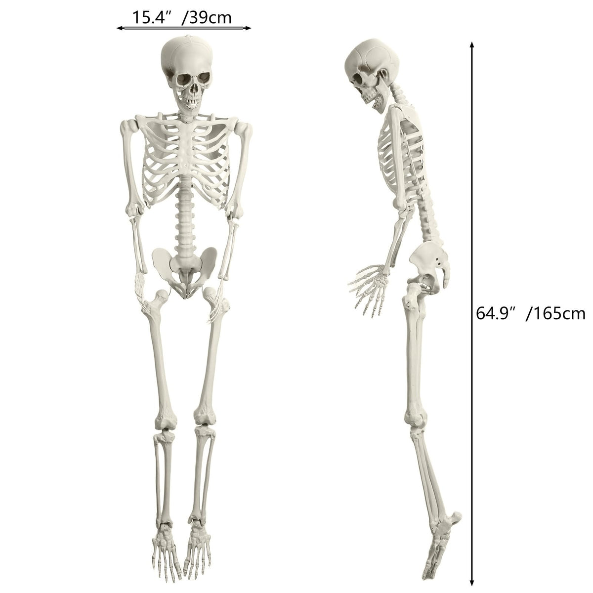 5.4FT Posable Skeleton with Movable Joints I468851
