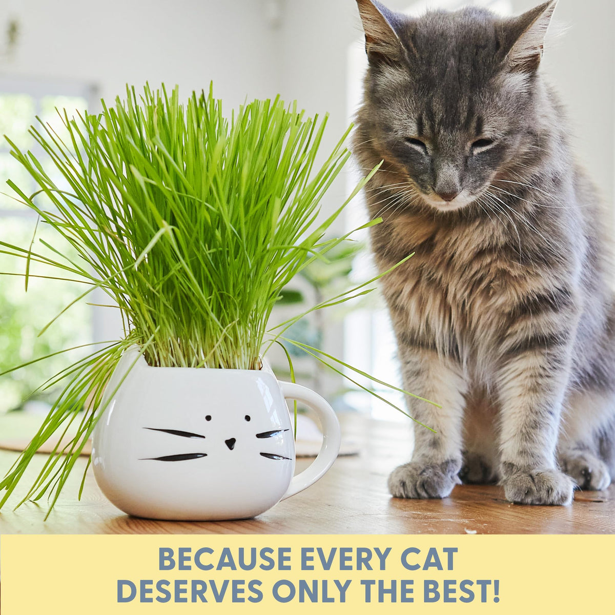 Organic Cat Grass Growing Kit with Seed Mix Soil and White Planter D970827