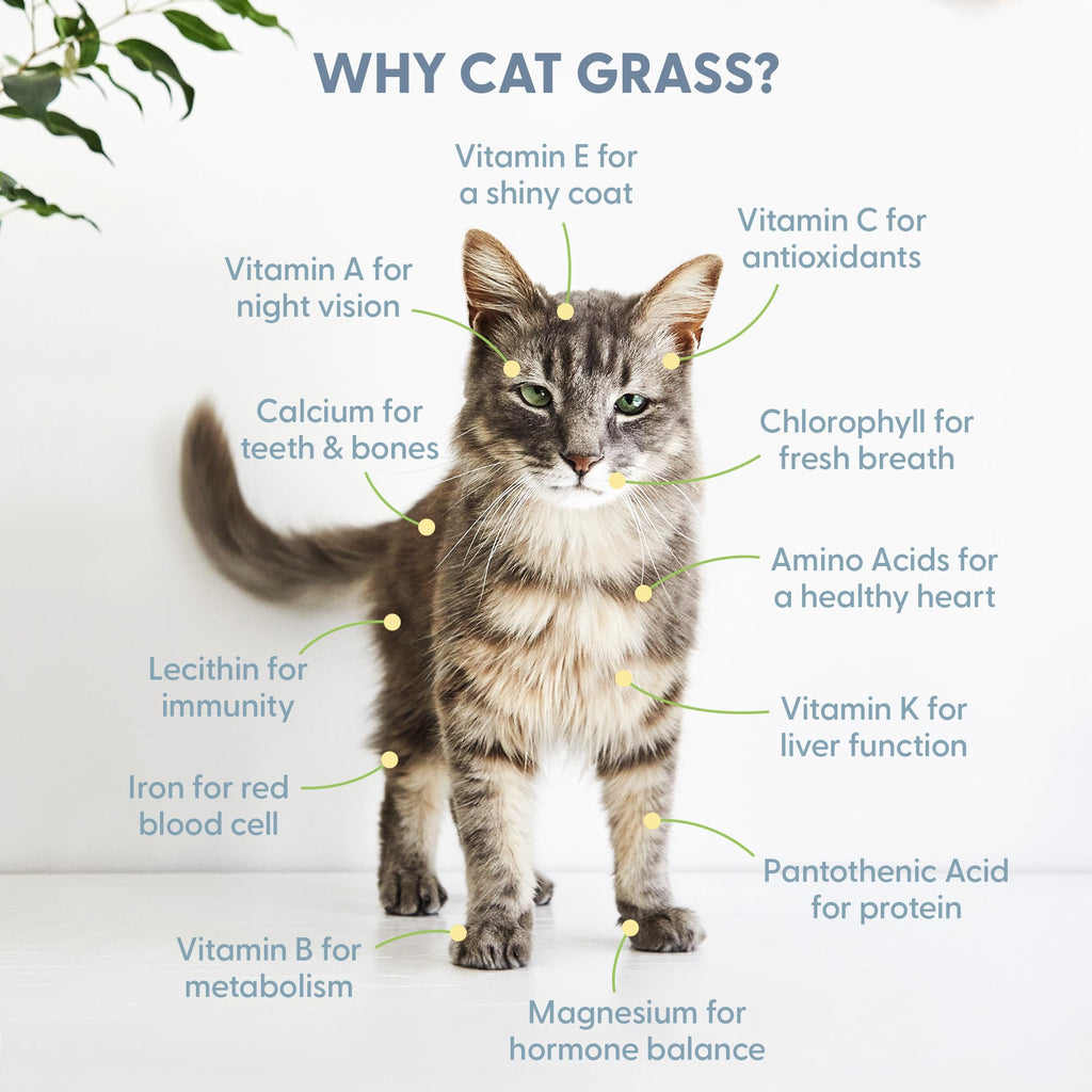 Organic Cat Grass Growing Kit with Seed Mix Soil and White Planter D970827